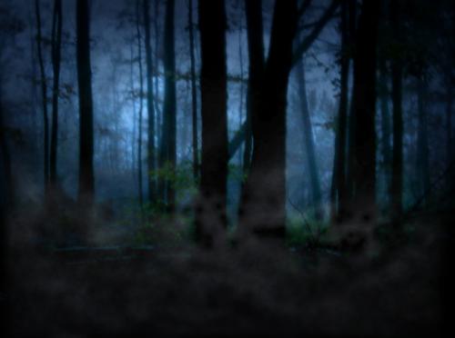 vue d'une forêt sombre 