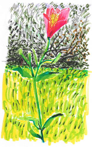 dessin aux feutres de Alstroemeria Ligtujpg