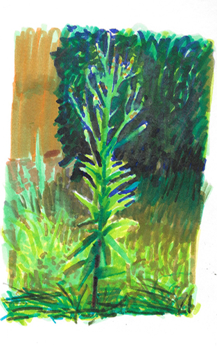 dessin aux feutres de Erigeron annuus