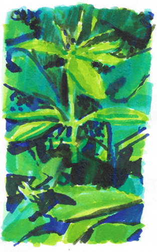 dessin aux feutres de Mercurialis Annua