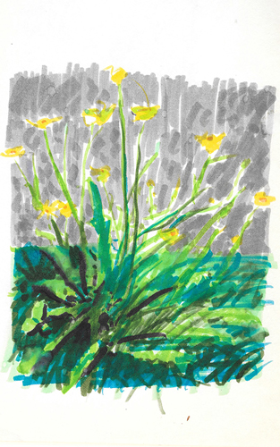 dessin aux feutres de Crepis capillaris